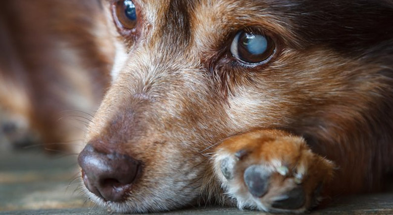 Cachorro com catarata? Saiba como tratar