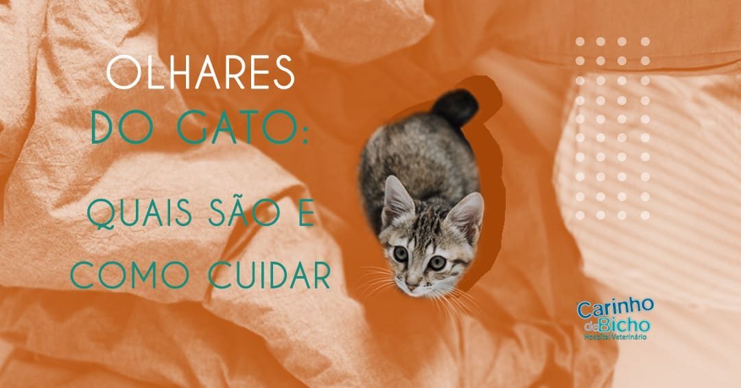 Olhares do gato: quais são e como cuidar?