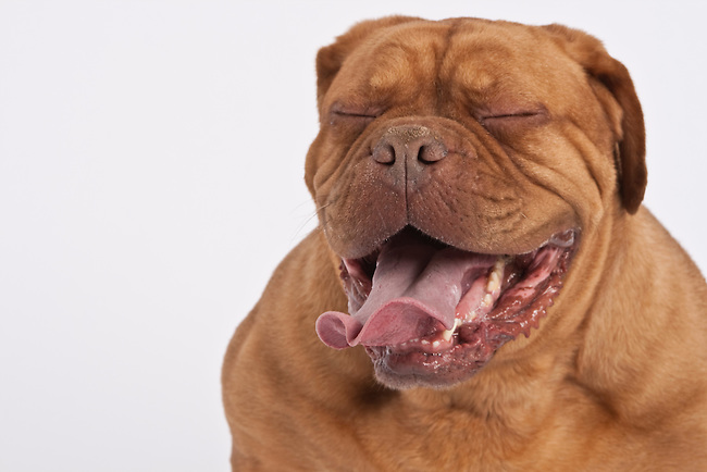 Cegueira em cachorros, conheça as principais causas