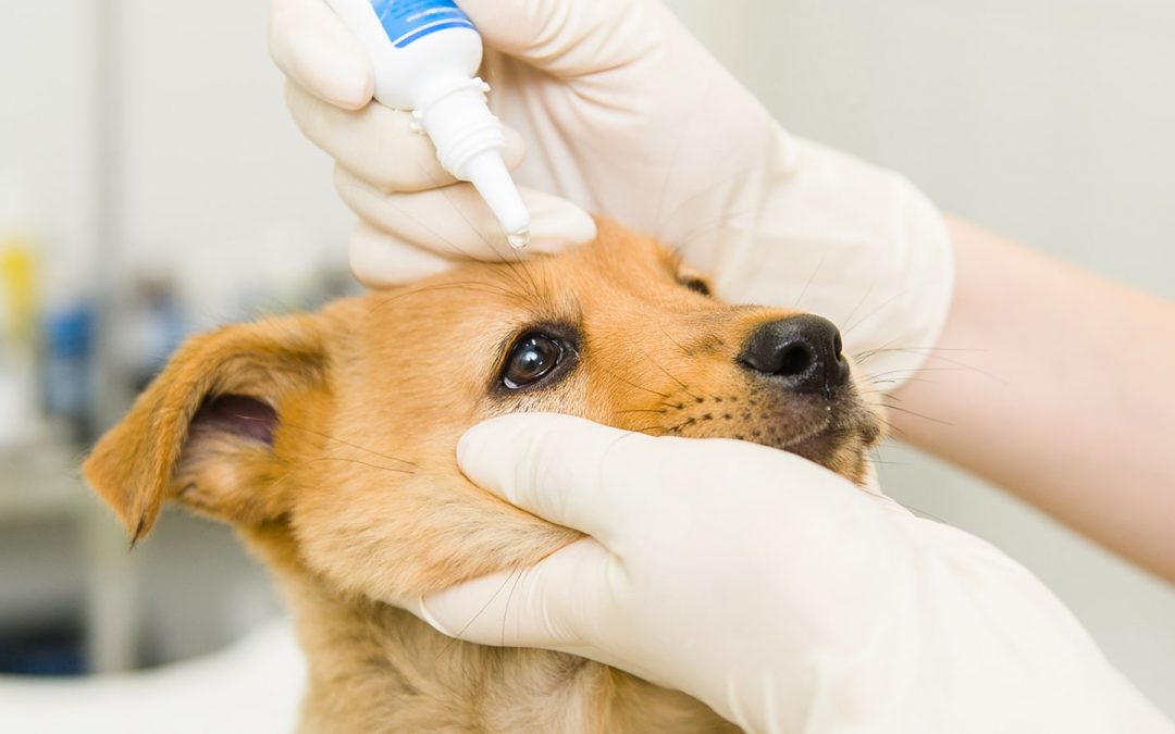 O que é síndrome do olho seco? Saiba tudo sobre este problema canino!