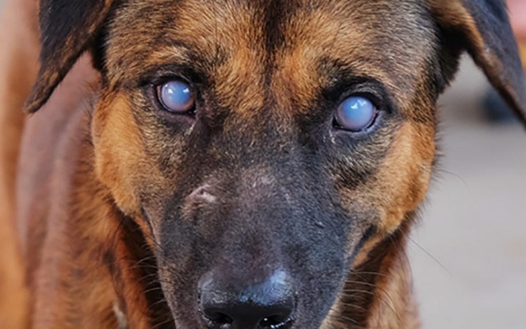 Saiba tudo sobre uveíte canina e felina