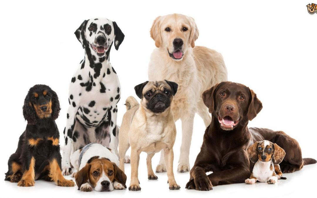 Conheça as raças de pets com maior risco de doenças oculares
