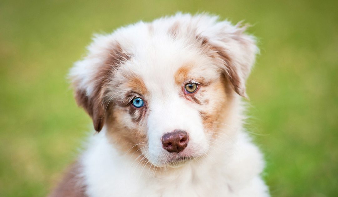 Por que alguns cães têm olhos de cores diferentes?