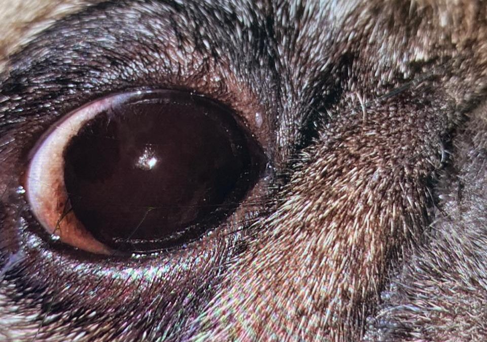 Meu cão apresenta manchinhas nos olhos, é normal?