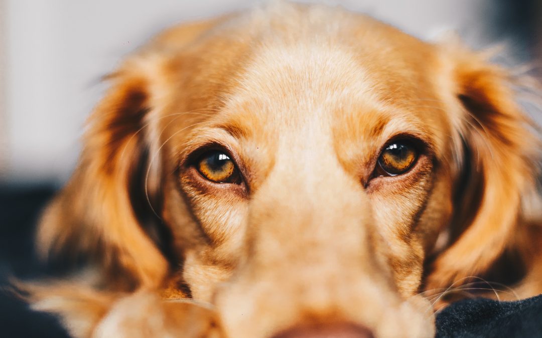 O que pode ser o olho vermelho em cães?