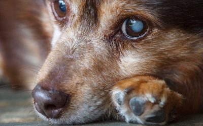 Cachorro com catarata? Saiba como tratar