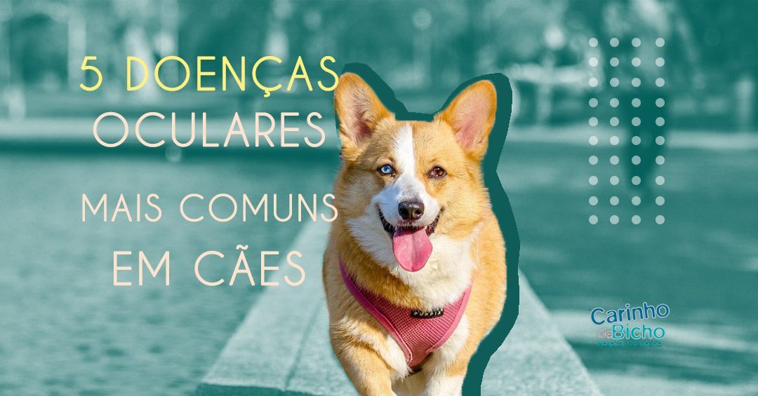 5 doenças oculares mais comuns em cães