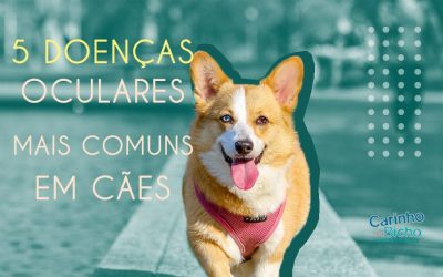 5 doenças oculares mais comuns em cães