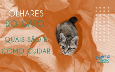 Olhares do gato: quais são e como cuidar?
