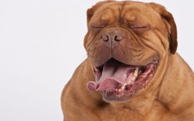 Cegueira em cachorros, conheça as principais causas