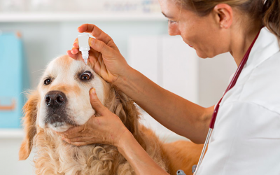 Como saber a hora certa de levar meu cão a um oftalmo?