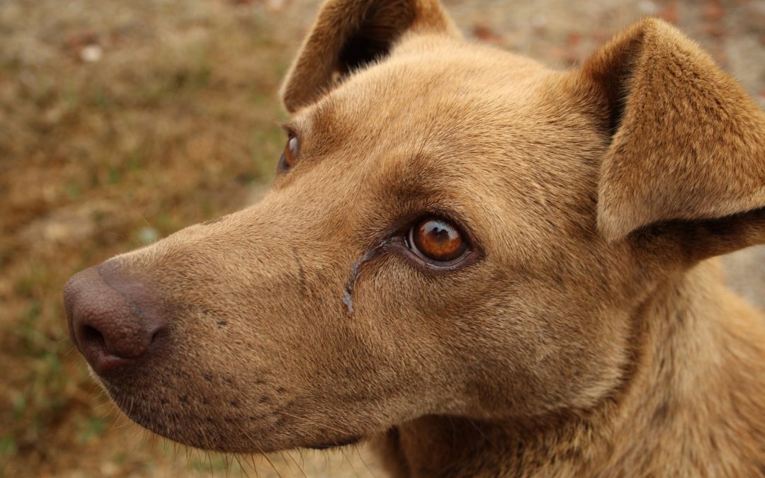 Preciso me preocupar com a remela no olho do meu cachorro?