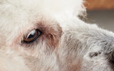 Como tratar conjuntivite em cães e gatos?