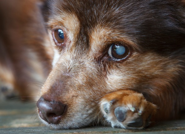 Cegueira em Cães