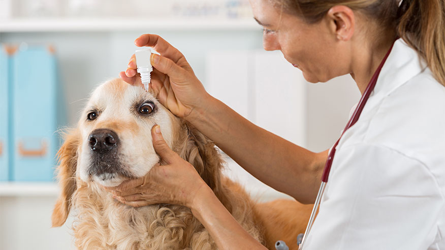 Oftalmologista veterinário, conheça essa especialidade!