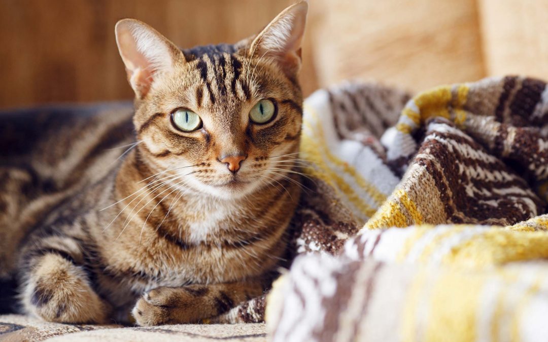 Herpes vírus em gatos é muito frequente? Saiba como evitar!