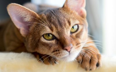 Clamídia em gatos: saiba tudo sobre essa doença!