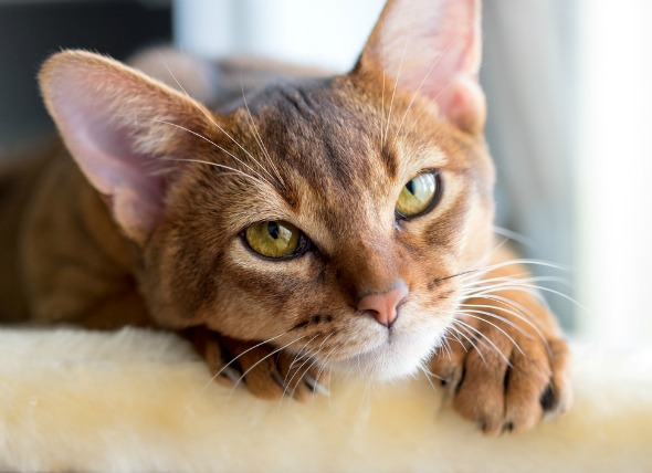 Clamídia em gatos: saiba tudo sobre essa doença!
