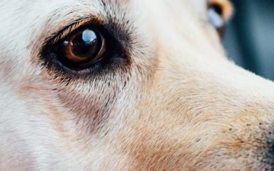 Quais os principais cuidados que preciso ter com os olhos do meu pet?