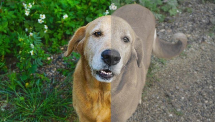 Saiba Como Os Cães Enxergam O Mundo Olho Clínico