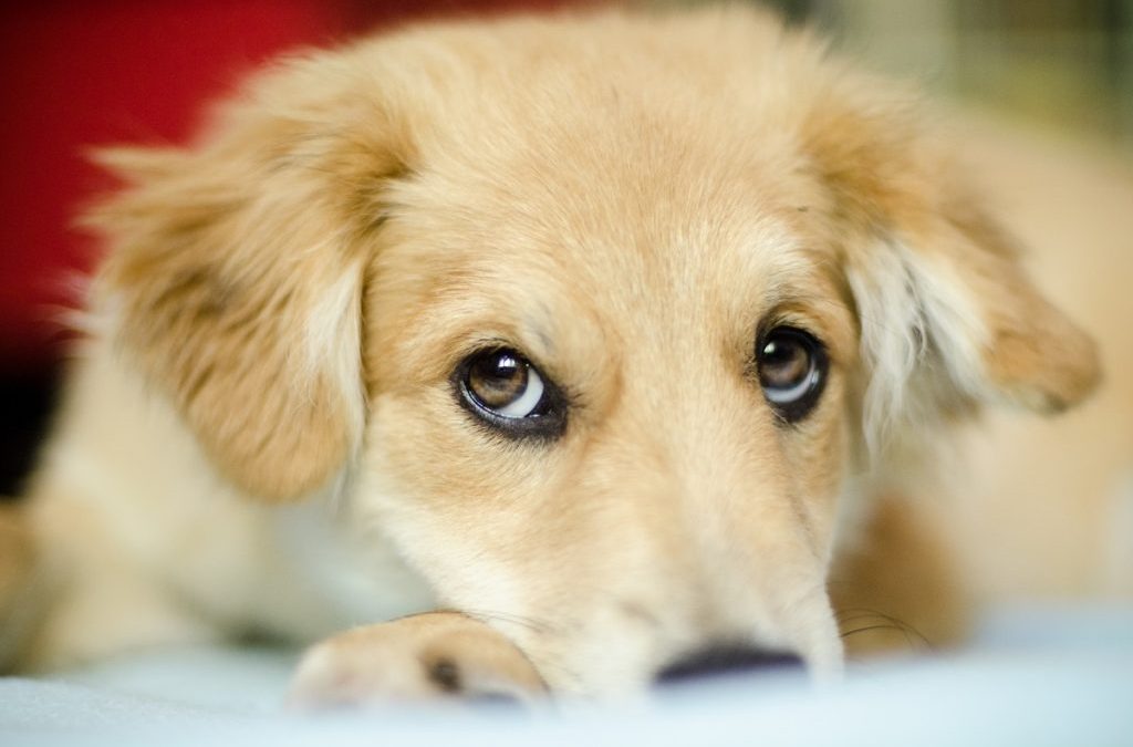 Como fazer a limpeza dos olhos do seu pet