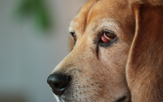 Já ouviu falar do “olho de cereja” em cães?