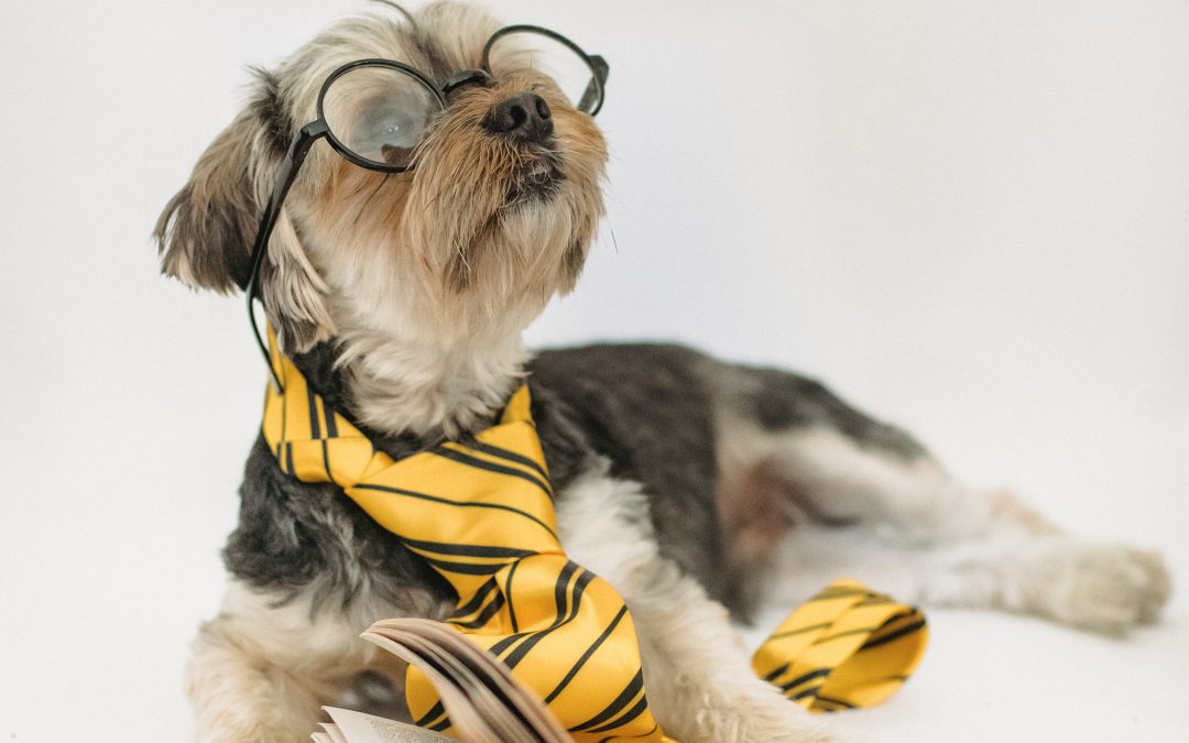 Seu cão perdeu a visão? Não perca as dicas para poder ajudar seu amigo